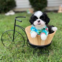 Royal Blue Collar - Duke - Black and white male Shih Tzu puppy in Mays Landing, New Jersey from Fancy Paws Shorkies & Shih Tzus