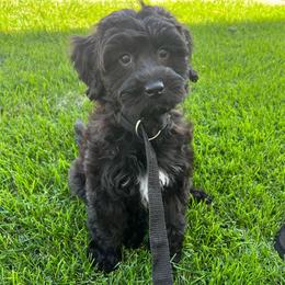 Fern - Black and white female Aussiedoodle puppy in Flagstaff, Arizona from Gunstock Doodles