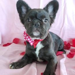 Aspen- Miss Photogenic She steals the show - Black and white female French Bulldog puppy in Raymore, Missouri from Michelle's French Bulldogs