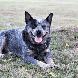 McCullagh-Blue Ruger Taylor Titan - Blue mottled male Australian Cattle Dog puppy in Buffalo Valley, Tennessee from Buffalo Valley Breeders