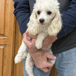 Sunshine - Poodle