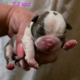 Padmé - Blue female Boston Terrier puppy in Kingsport, Tennessee from Irish Heart Bostons