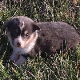 Bailey - Blue female Pembroke Welsh Corgi puppy in Hillsville, Virginia from Bonderosa Kennels