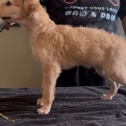 Boy 5 - male Borzoi puppy in Des Moines, Iowa from Luxor Borzoi