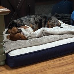 Dachshund puppies from Lizzie’s Doxies