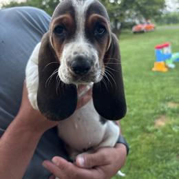 Basset Hound Puppies from Tia Blystone