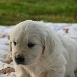 Golden Retriever Puppies from Smokey Mountain English Goldens