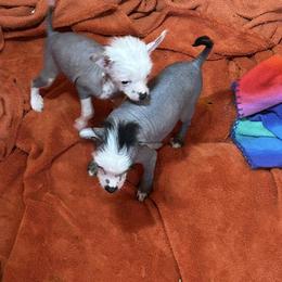 Chihuahua and Chinese Crested Puppies from Western Kentucky Chihuahua’s and Chinese Crested’s