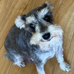 Sarah - Miniature Schnauzer