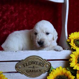 Orange Male - Light golden male Golden Retriever puppy in Pasadena, Maryland from Promise Land