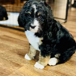 Aussiedoodle Puppies from Little Hawcreek Doodles
