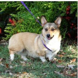 Kellyn - Pembroke Welsh Corgi