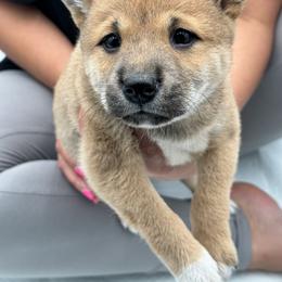 Shiba Inu Puppies from NJ Shiba Baby