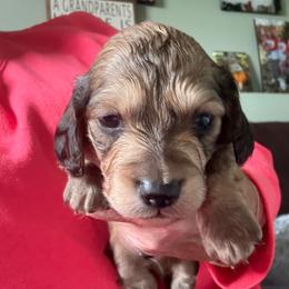 Shaded Cream Boy - Cream male Dachshund puppy in Swanton, Ohio from Mighty But Mini Dachshunds