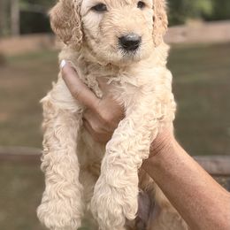 Goldendoodle Puppies from Old Home Place Doodles