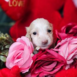Galinda - Cream female Dachshund puppy in Pocasset, Massachusetts from Dachs of the Bay