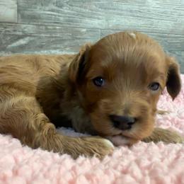 Diana - Red female Cavapoo puppy in Camden, Michigan from FurEver Friends Finder