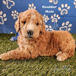 Boulder - Red male Labradoodle puppy in Peyton, Colorado from Grace N Faith Doodles
