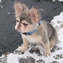Polaris - Blue fawn male French Bulldog puppy in Plano, Illinois from Velvet Fluffy Pups