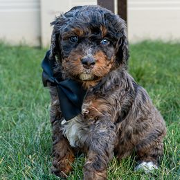 Zinc - Merle male Bernedoodle puppy in Roy, Utah from Doodles are Amazing