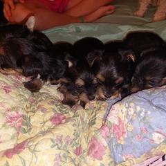 Yorkshire Terrier Puppies from Baker's Babies