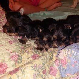 Yorkshire Terrier Puppies from Baker's Babies