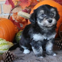 Havanese Puppies from KingsKids Havanese