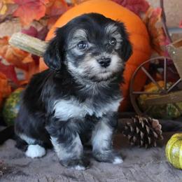 Havanese Puppies from KingsKids Havanese