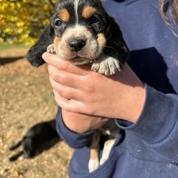 Male 1 - Black brown and white male Basset Hound puppy in Lindley, New York from Hill Top Basset Hounds & Cane Corso