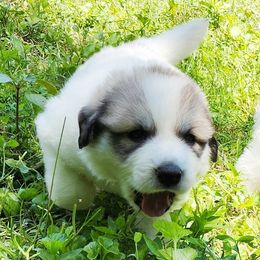 OFA Health Tested BLUE - White and badger male Great Pyrenees puppy in Lynchburg, Tennessee from Flashlight Farmers AKC Great Pyrenees