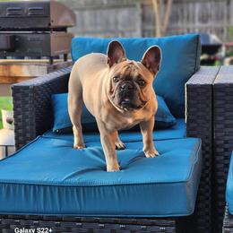 Nala Bear - French Bulldog