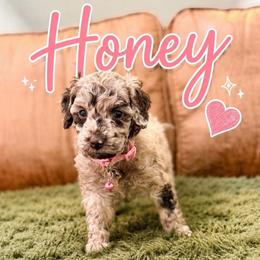 Honey - Chocolate merle female Bernedoodle puppy in Fort Collins, Colorado from Front Range Family Doodles