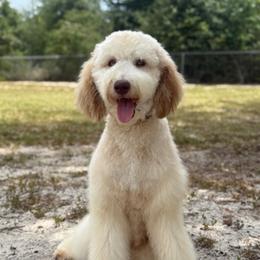 Rosé - Intermediate Trained Puppy - Chocolate merle female Bernedoodle puppy in Youngstown, Florida from Wonderland’s Boujie Kennels