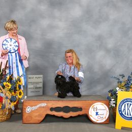 "Debbys Sergei Best Puppy 2022 RTBCA National Specialty" Russian Tsvetnaya Bolonka All Grown Up from Debby's Bolonkas