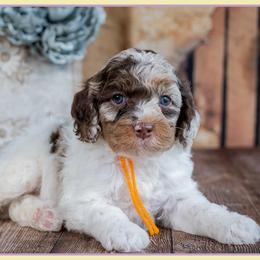 Allamo - Merle male Cockapoo puppy in Connersville, Indiana from Deaz Doodle Ranch