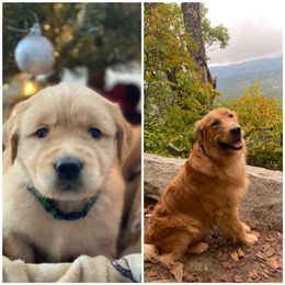 Golden Retriever Puppies from Star City Goldens