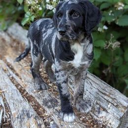 Labradoodle Puppies from Betty’s Farm & Garden