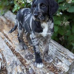 Labradoodle Puppies from Betty’s Farm & Garden