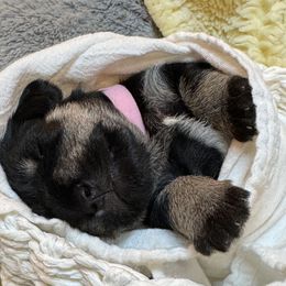 Girl 5 - Salt and pepper female Miniature Schnauzer puppy in Bullard, Texas from Black Gold Miniature Schnauzers