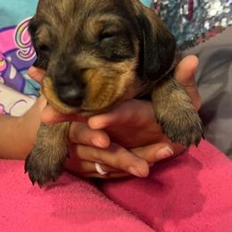 Dachshund Puppies from Scottland Ranch Dachshunds