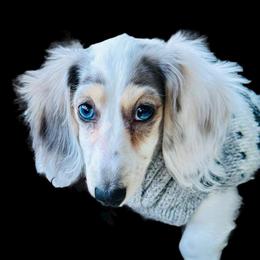 Newsie - Dachshund