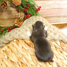 Fern - Black tri female Miniature American Shepherd puppy in Springfield, Missouri from 3 Barrels Farms, LLC