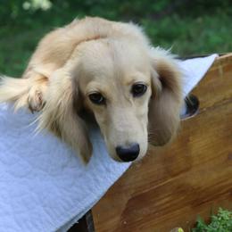 Rory - Dachshund
