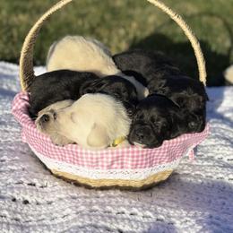 Coton de Tulear Puppies from Flourishing Family Farms