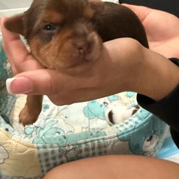 Willow - Chocolate and tan female Yorkshire Terrier puppy in Pembroke Pines, Florida from Sunshine Parti Yorkies