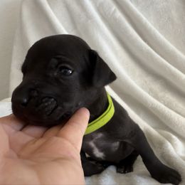 Oakley - Black male Great Dane puppy in Reno, Nevada from Good Dog Danes