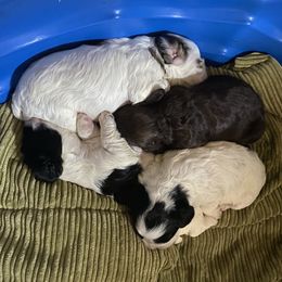 Cocker Spaniel Puppies from Kaleidoscopic Creations