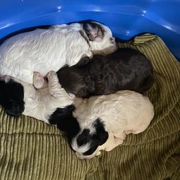 Cocker Spaniel Puppies from Kaleidoscopic Creations
