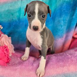 Full Of Grace - White and blue female Italian Greyhound puppy in Cadwell, Georgia from All The DoDa Day Italian Greyhounds