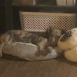 Kitty - Dachshund